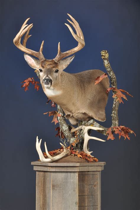 pedestal deer mount bracket